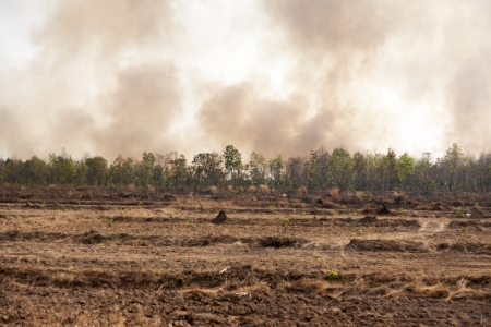 Fires caused by drought の写真素材