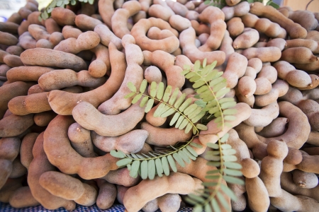 Tamarind の写真素材