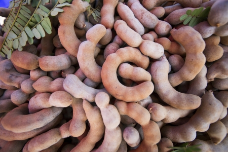 Tamarind の写真素材