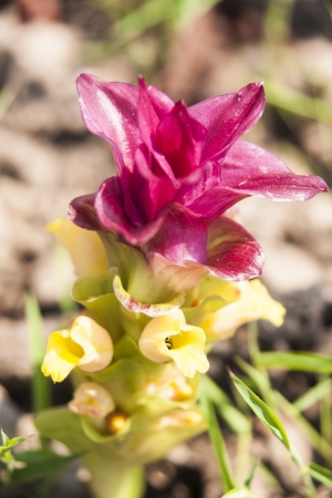 Siam Tulip の写真素材