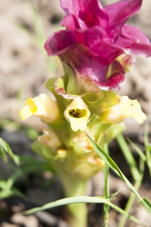 Siam Tulip の写真素材