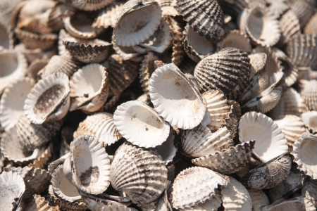 seashells の写真素材