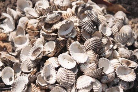 seashells の写真素材
