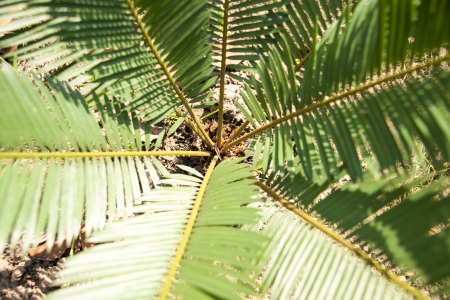 Green Leaf of Cyperaceae family or sedgesの写真素材