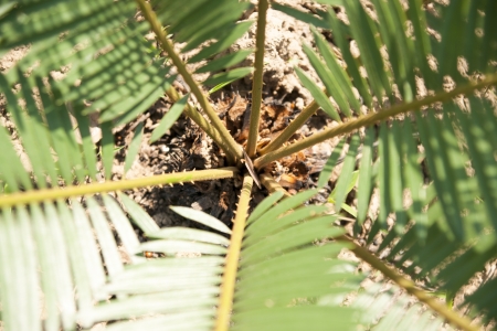 Green Leaf of Cyperaceae family or sedgesの写真素材