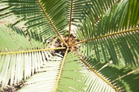 Green Leaf of Cyperaceae family or sedges の写真素材