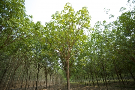 Rubber Plantation の写真素材