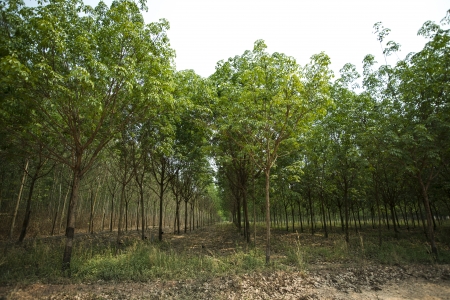 Rubber Plantation の写真素材