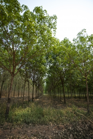 Rubber Plantation の写真素材
