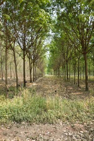 Rubber Plantation の写真素材