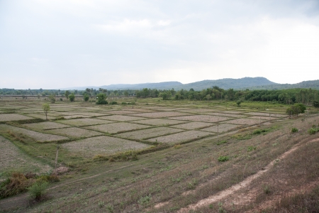 Field because the plant の写真素材