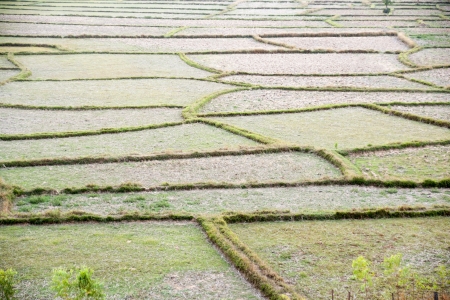 Field because the plant の写真素材