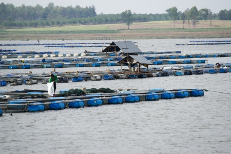 Local Asian Fish Farm の写真素材