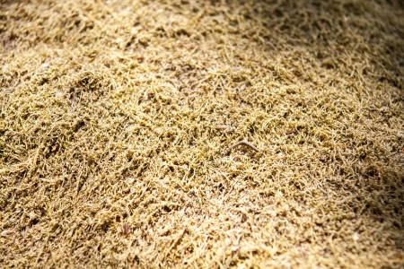moss stoneの写真素材