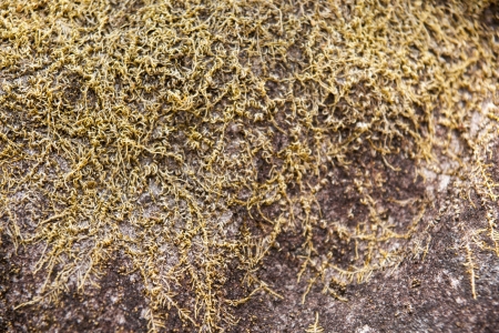 moss stoneの写真素材