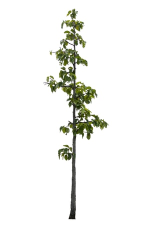 Beautifull green tree on a white background の写真素材