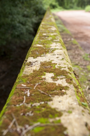 moss on stoneの写真素材