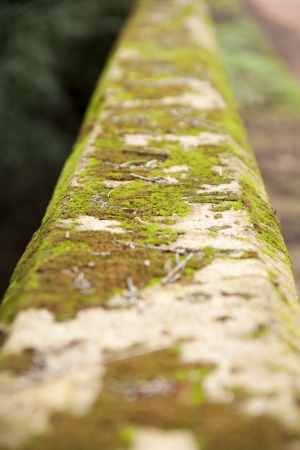 moss on stoneの写真素材