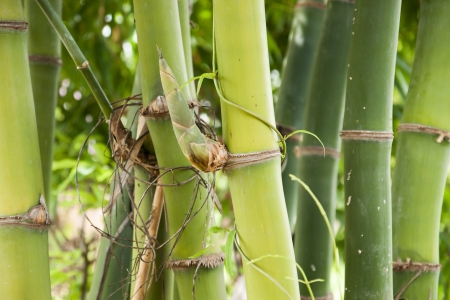 Leaning down bamboo to bend の写真素材