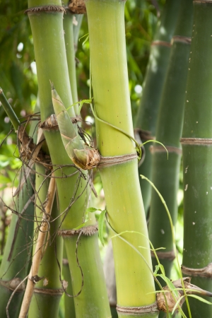Leaning down bamboo to bend の写真素材