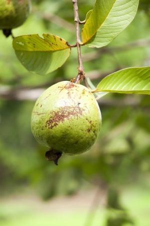 Guava on a treeの写真素材