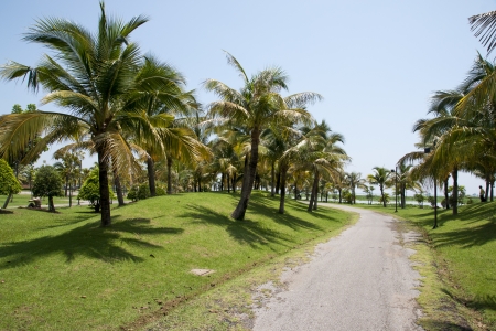 Coconut garden の写真素材