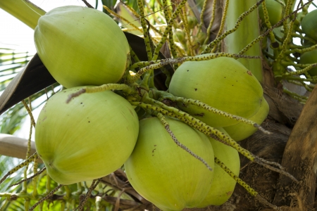 Coconut garden の写真素材