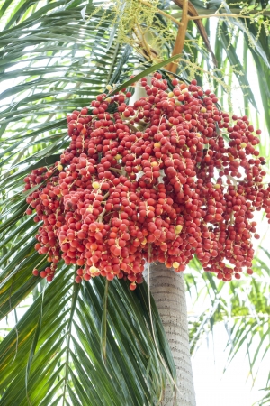 Coconut garden の写真素材