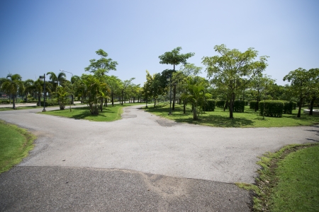 Summers Day Treeの写真素材
