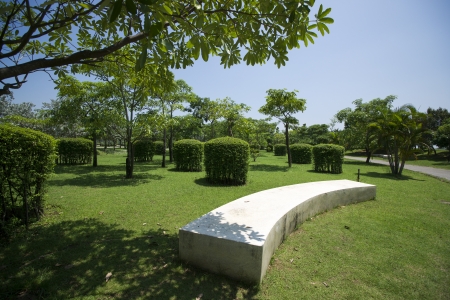 Summers Day Treeの写真素材