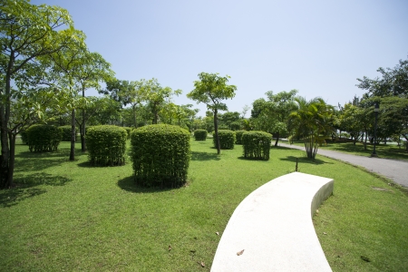 Summers Day Treeの写真素材