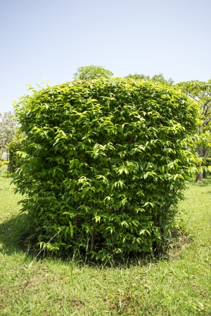 Summers Day Treeの写真素材