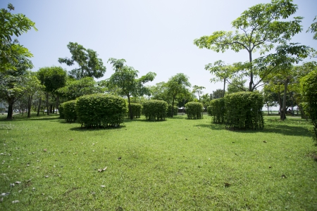 Summers Day Treeの写真素材
