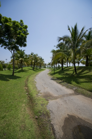 Coconut garden の写真素材