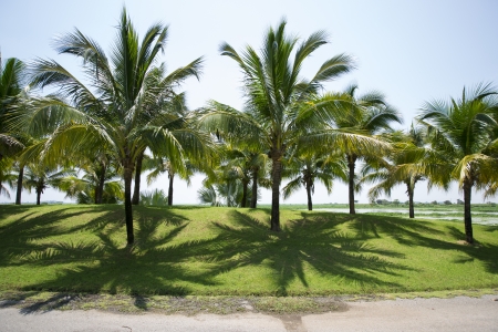 Coconut garden の写真素材