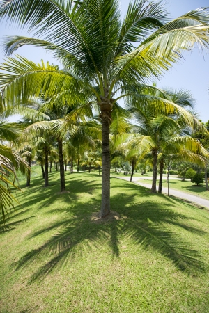 Coconut garden の写真素材