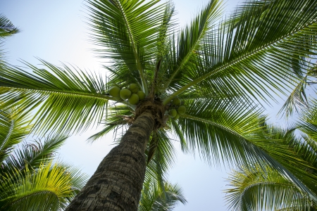 Coconut garden の写真素材