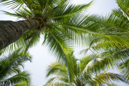 Coconut garden の写真素材