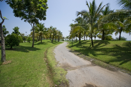 Coconut garden の写真素材