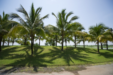 Coconut garden の写真素材