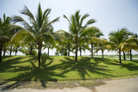 Coconut garden の写真素材