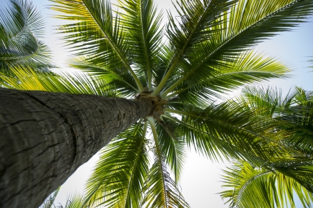 Coconut garden の写真素材