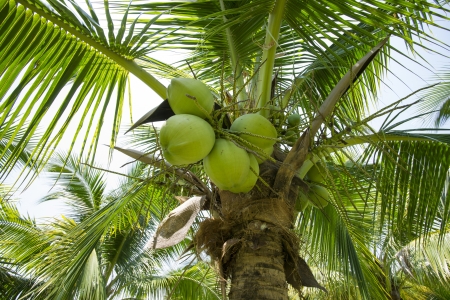 Coconut garden の写真素材