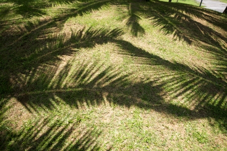 Coconut garden の写真素材