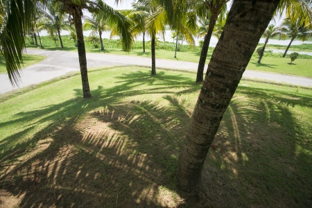 Coconut garden の写真素材