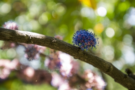 Group of colorful flowers の写真素材