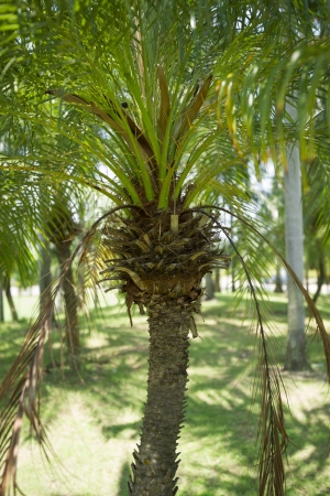 Coconut garden の写真素材