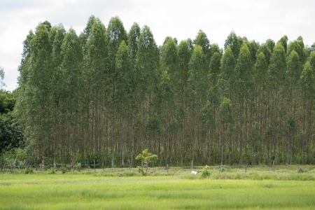 picture taken in the eucalyptusの写真素材