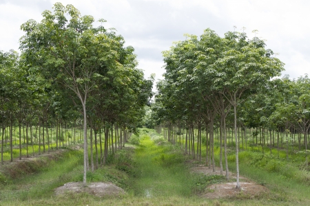 Rubber Plantationの写真素材