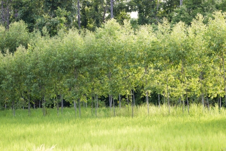 picture taken in the eucalyptus の写真素材